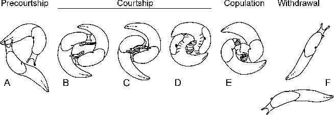 [Figure of Deroceras mating sequence]